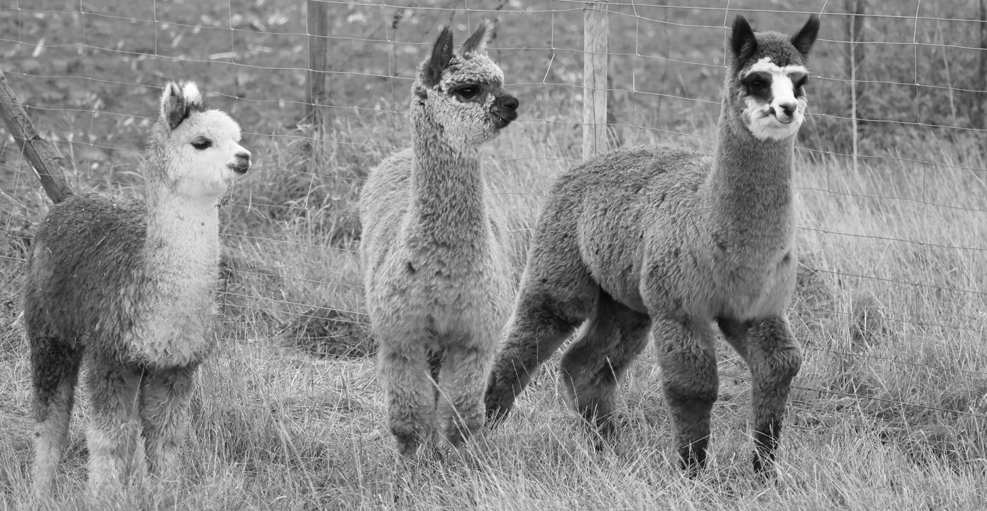 Alpaca’s scheren
